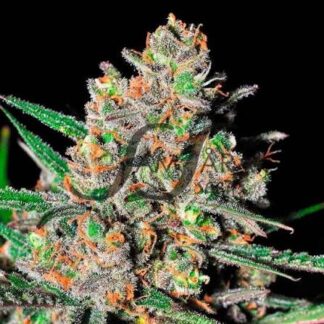 green love potion