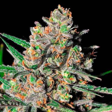 green love potion